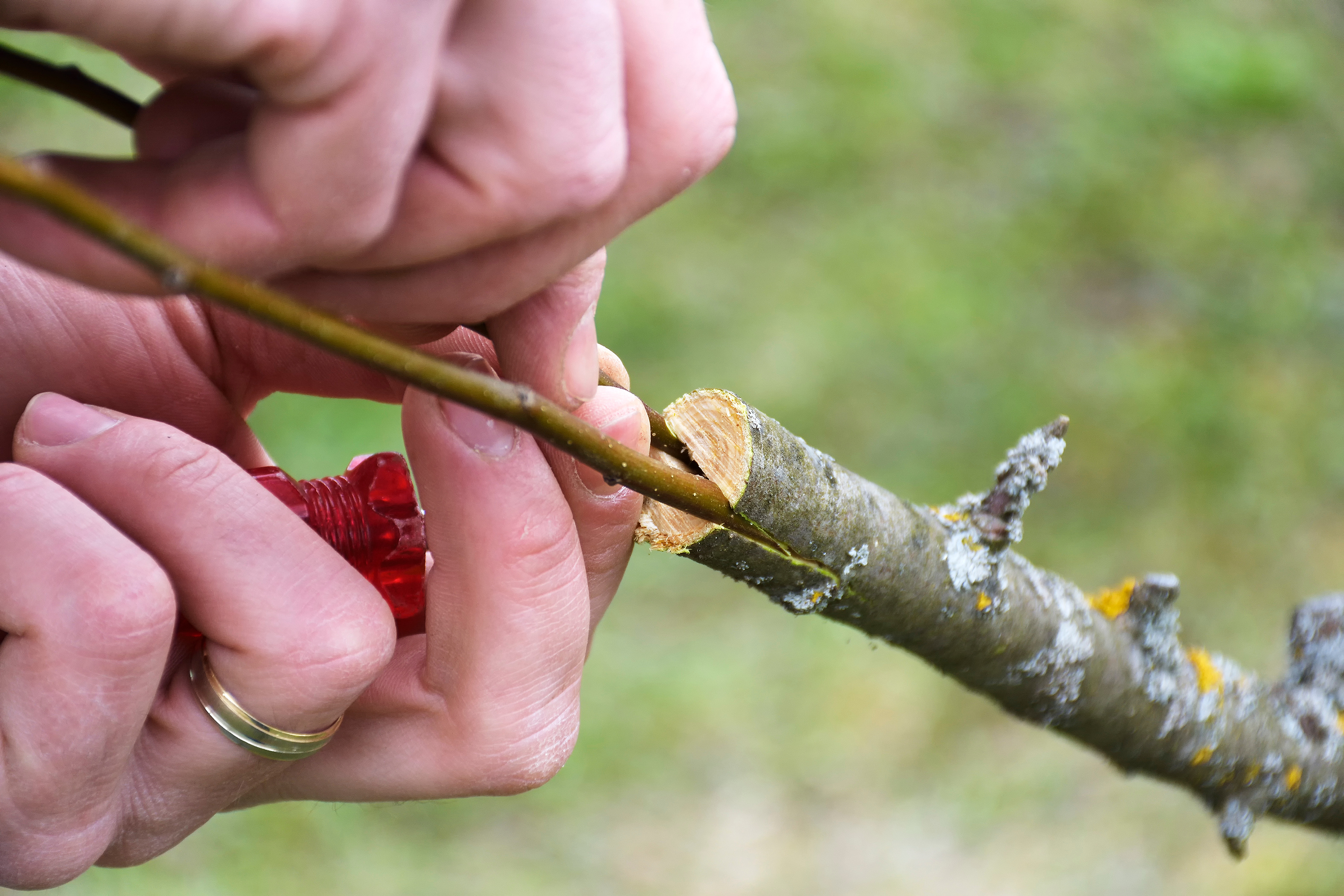 Grafting Tree