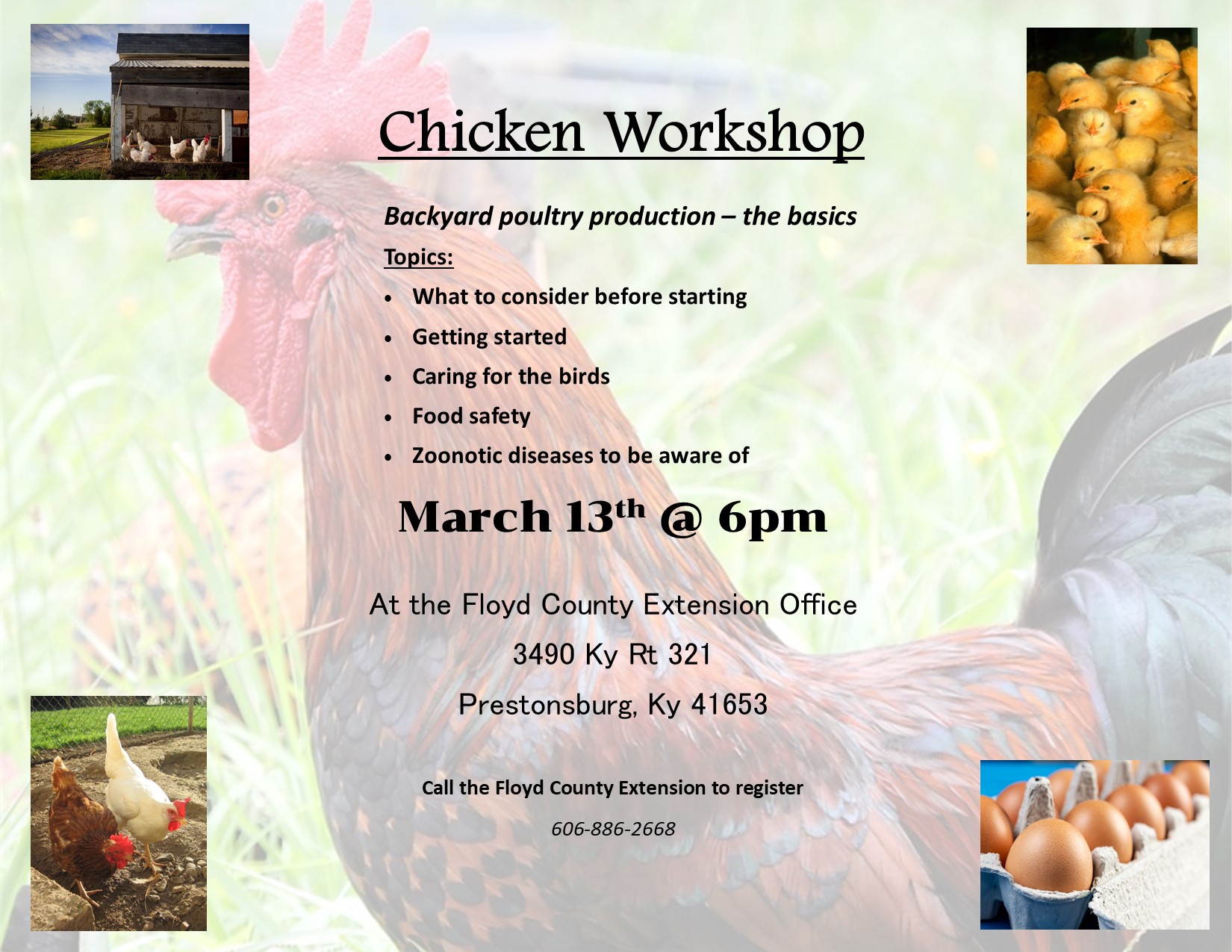 Chicken Workshop