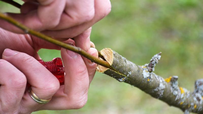 Grafting Tree