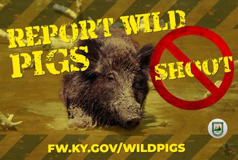 Report Wild Pigs